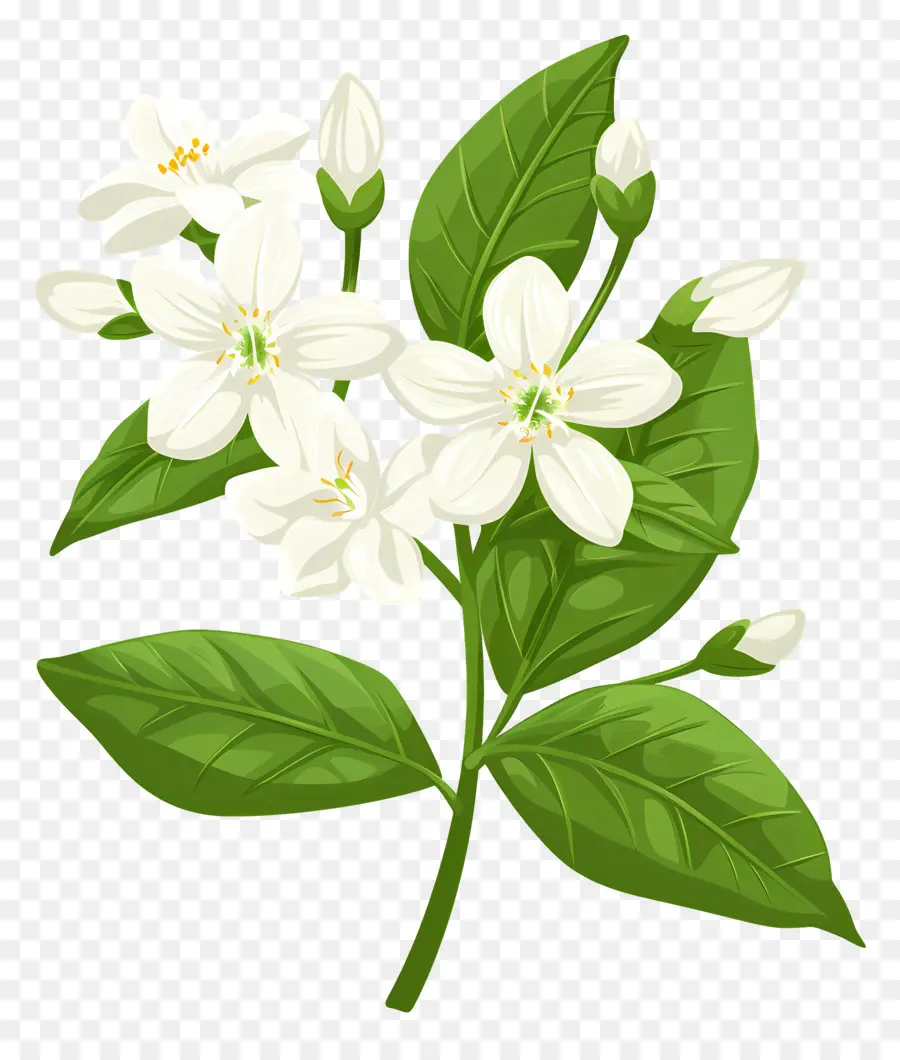 Fleur De Jasmin，Fleur Blanche PNG