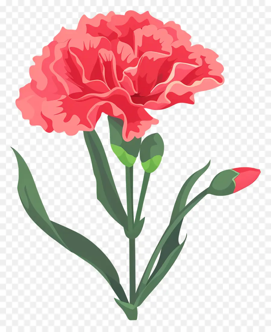 Fleur D'oeillet，Oeillet Rouge PNG