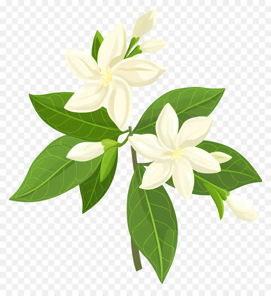 Fleur De Jasmin，Fleur Blanche PNG