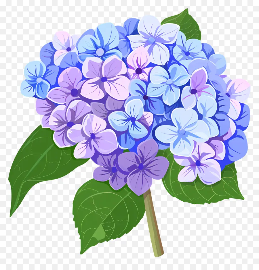 Hortensia Fleur，Fleurs Bleues Et Violettes PNG