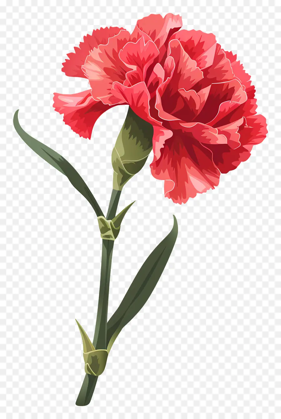 Fleur D'oeillet，Oeillet Rouge PNG