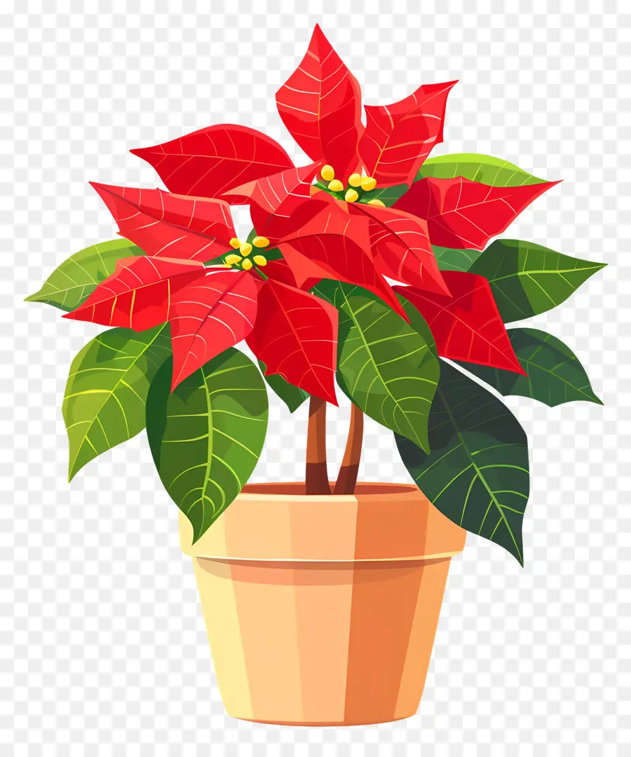 Poinsettia En Pot，Poinsettias Rouges PNG