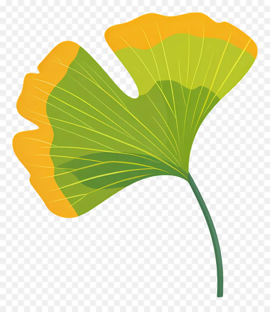 Feuille De Ginkgo，Le Ginkgo Biloba PNG