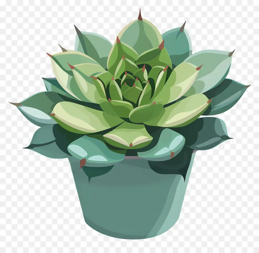 Plante Succulente，Succulent PNG