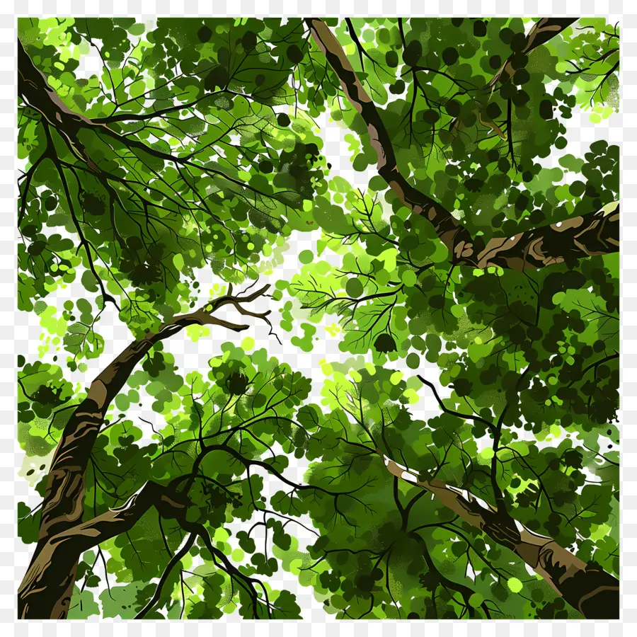 Canopée Forestière，Arbres Verts PNG