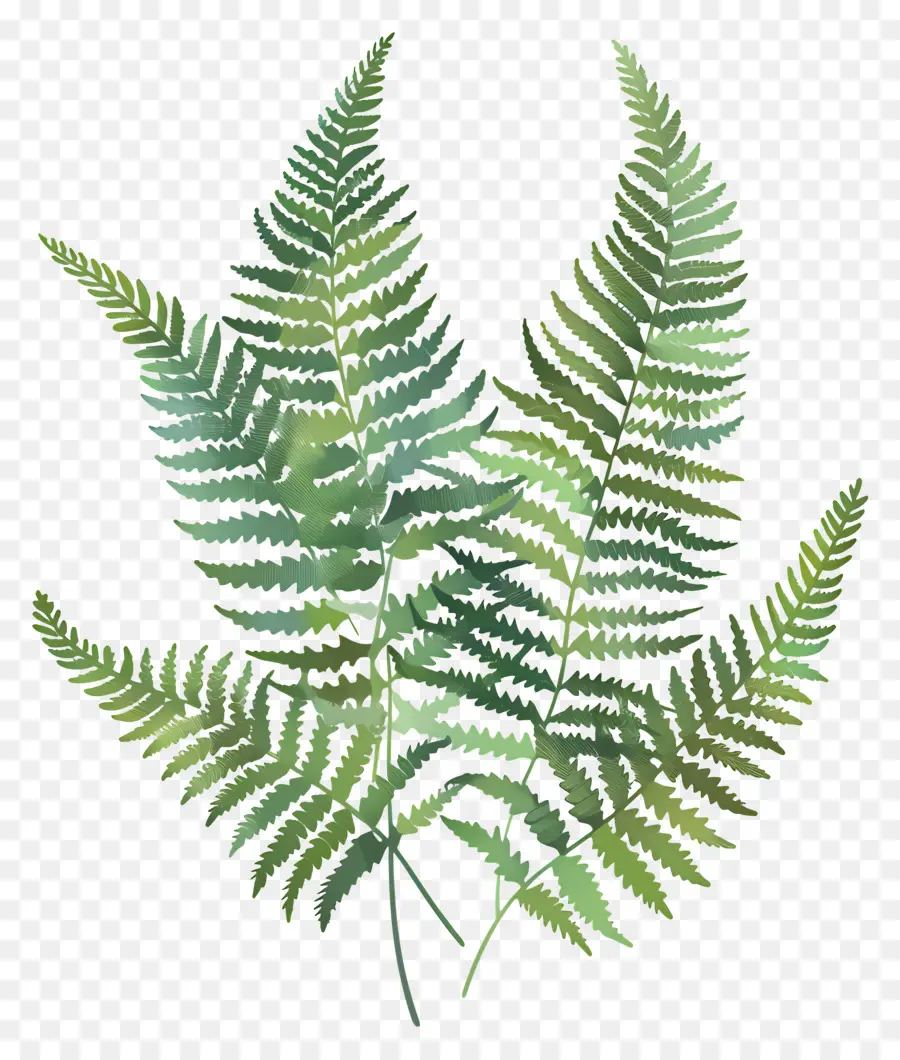 Plante De Fougère，Feuille De Fougère PNG