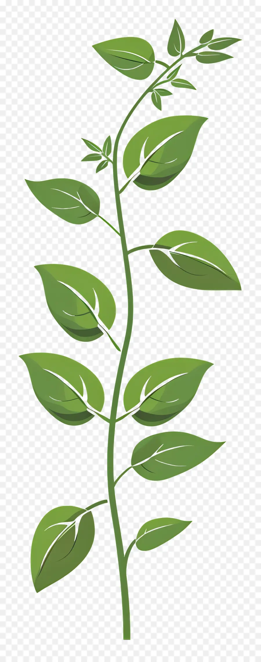 Tige De Plante，Bifurquer PNG