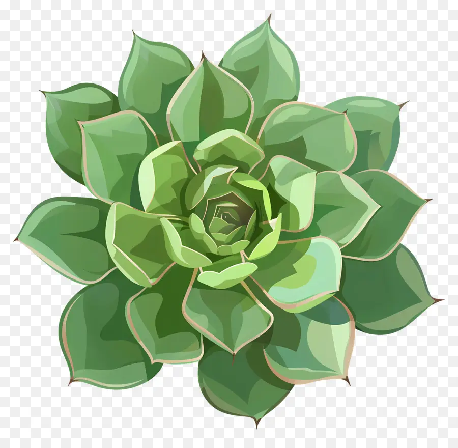 Plante Succulente，Succulent PNG