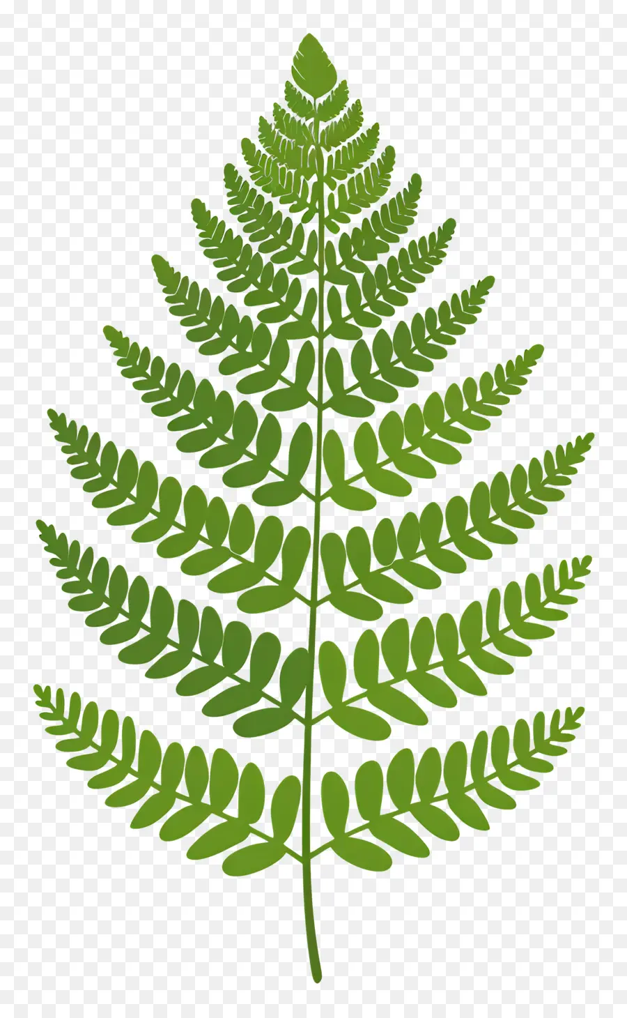 Plante De Fougère，Feuille De Fougère PNG