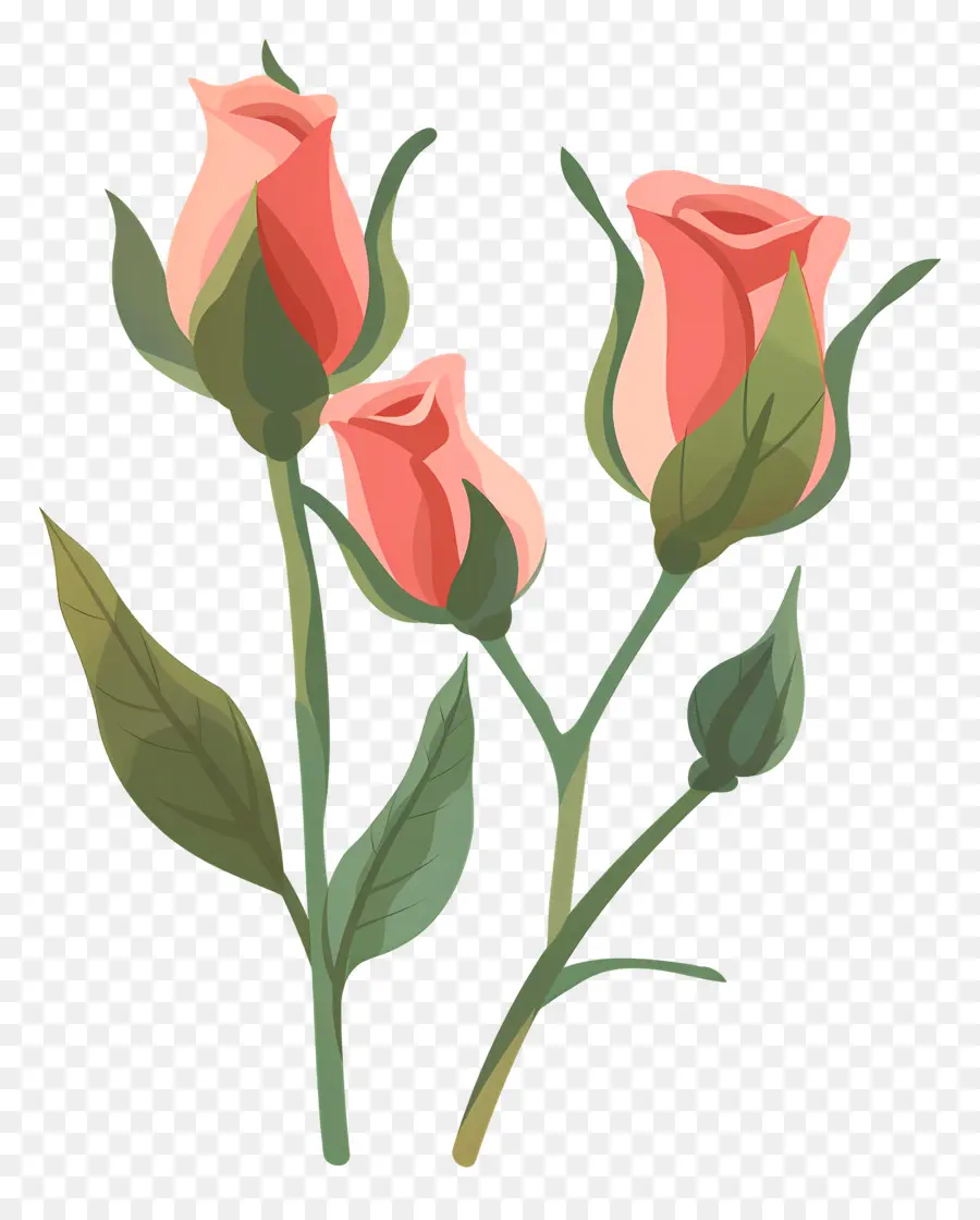 Boutons De Roses，Les Roses Roses PNG