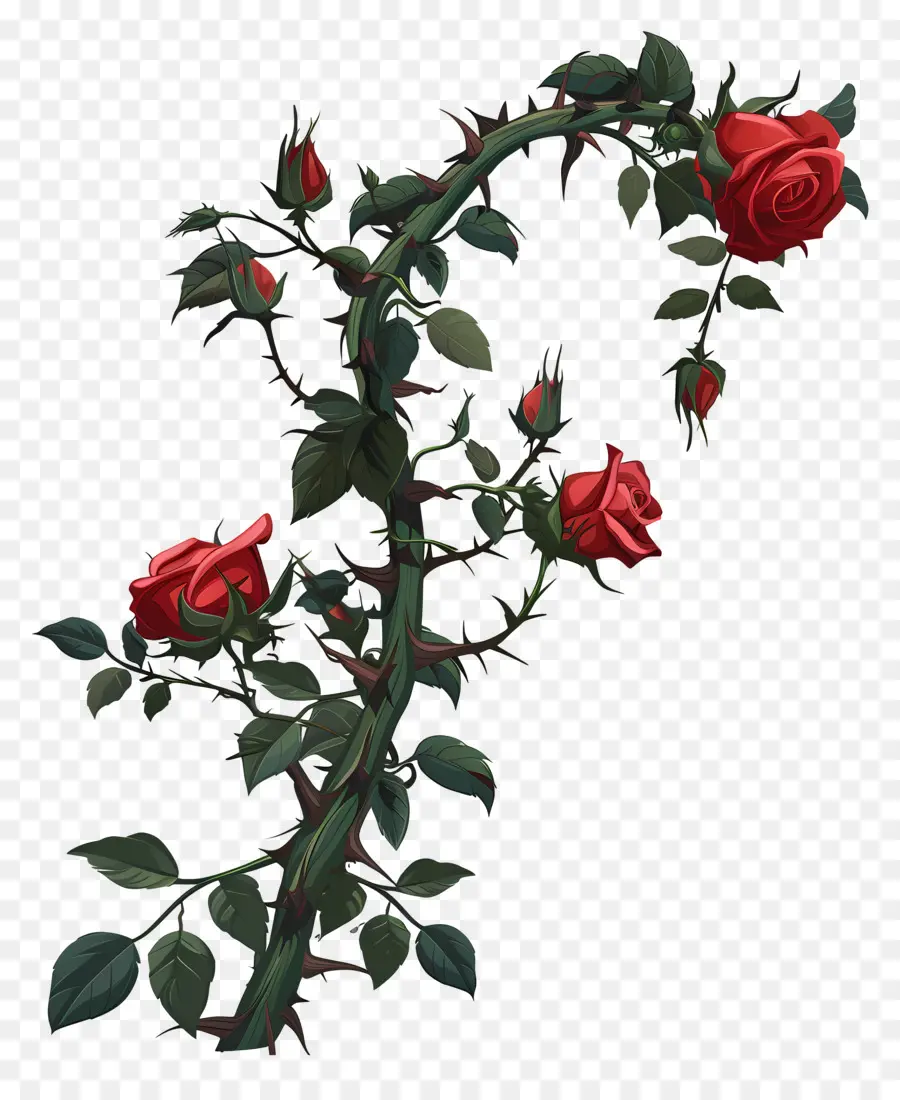 épines De Rose，Les Roses Rouges PNG