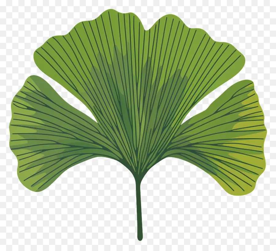 Feuille De Ginkgo，Feuilles Vertes PNG