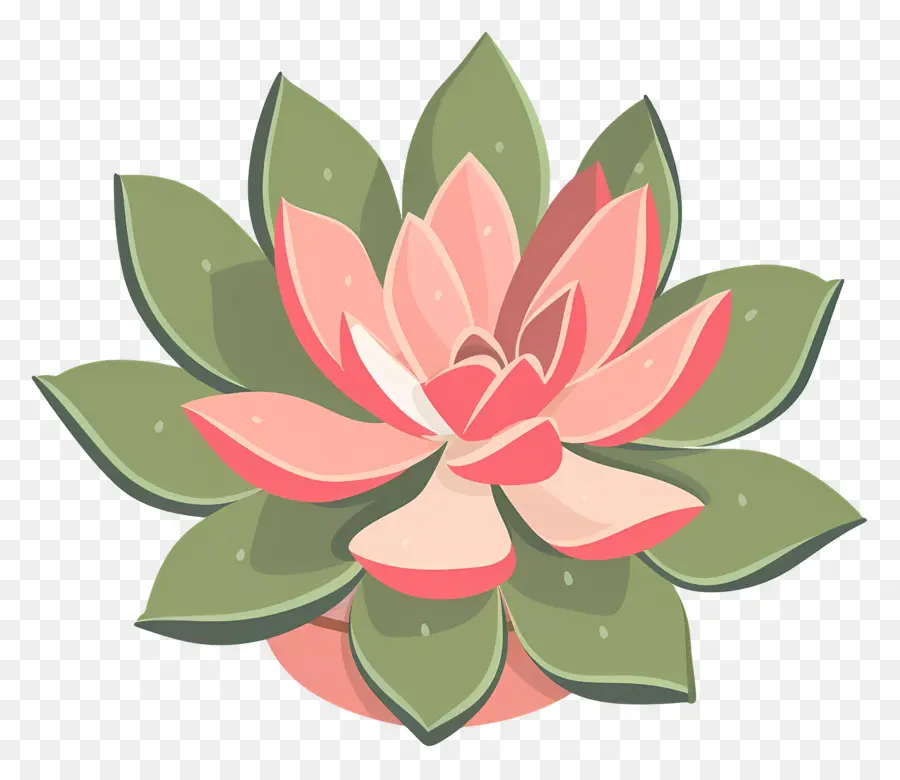 Plante Succulente，Succulent PNG