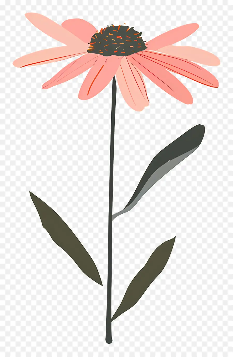 Marguerite Rose，Fleur Rose PNG