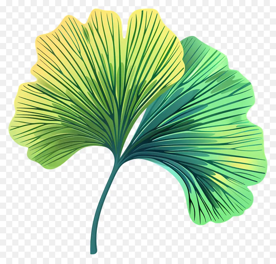 Feuille De Ginkgo，Veines Vertes PNG