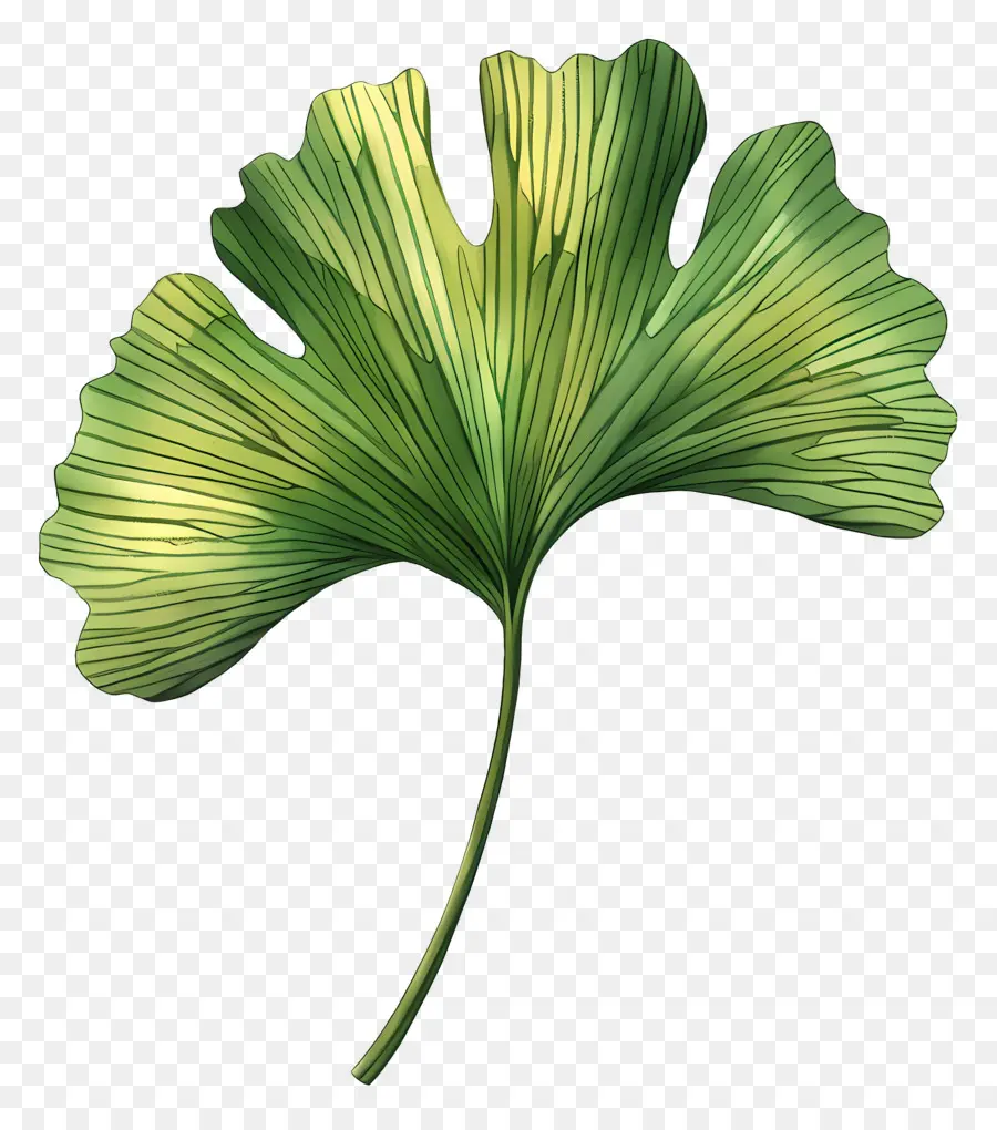 Feuille De Ginkgo，Le Ginkgo Biloba PNG