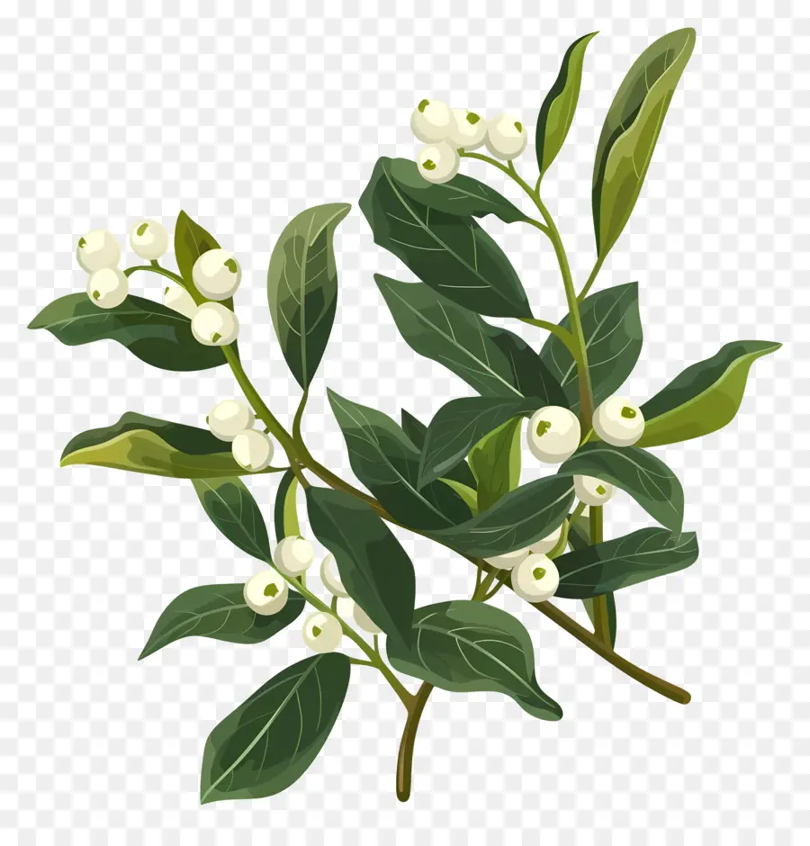 Gui De Houx，Lilas Blancs PNG