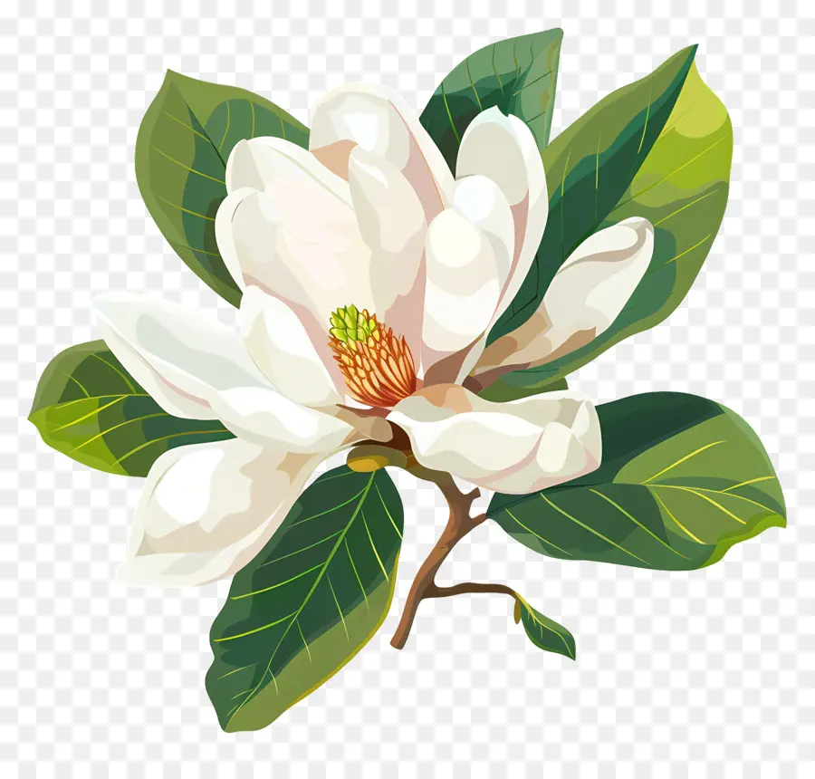 Fleur De Magnolia，Fleur De Mallore Blanche PNG