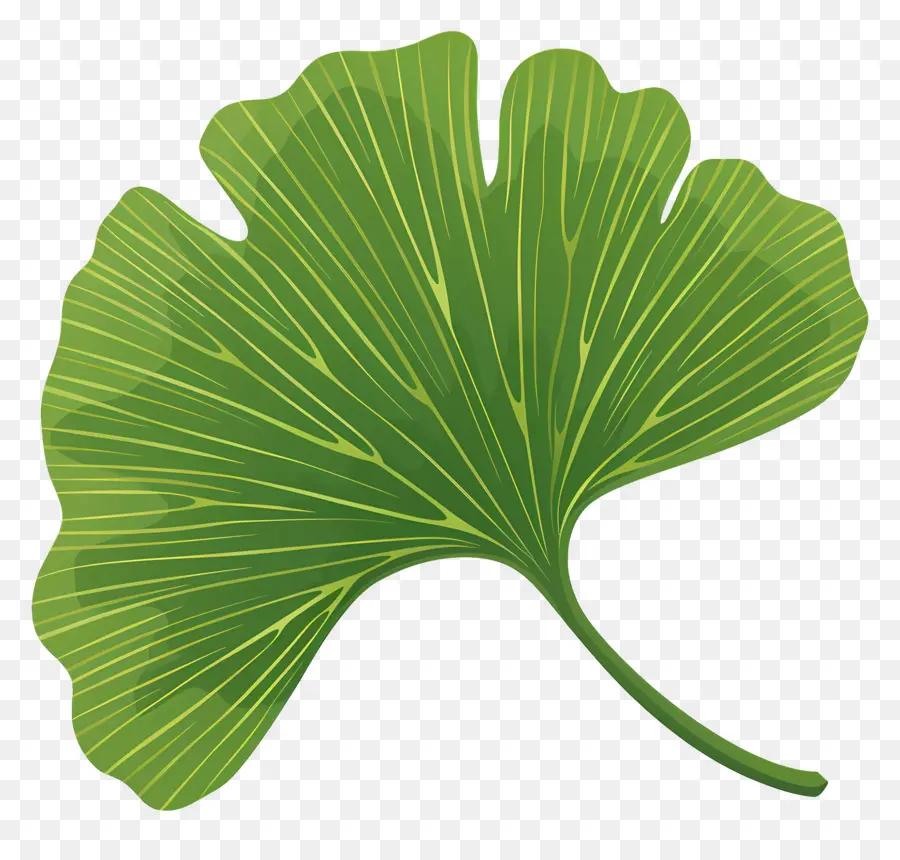 Feuille De Ginkgo，Plante À Feuilles PNG