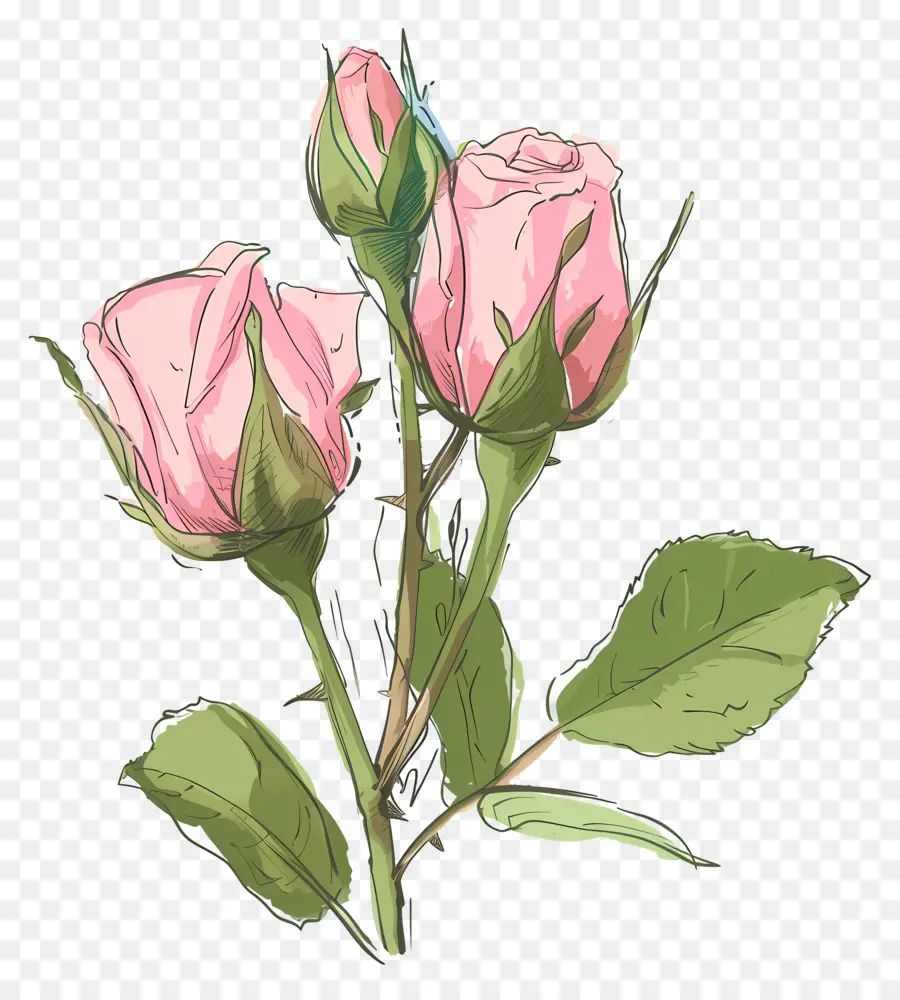 Boutons De Roses，Les Roses Roses PNG