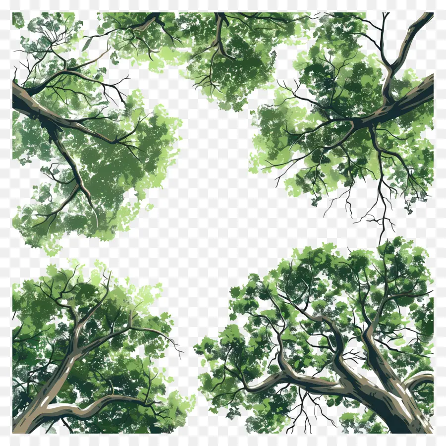 Canopée Forestière，Arbres Verts PNG