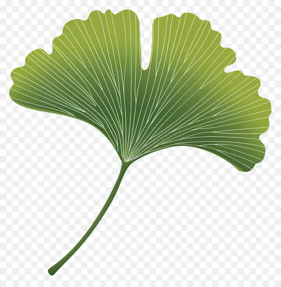 Feuille De Ginkgo，Feuille Verte PNG