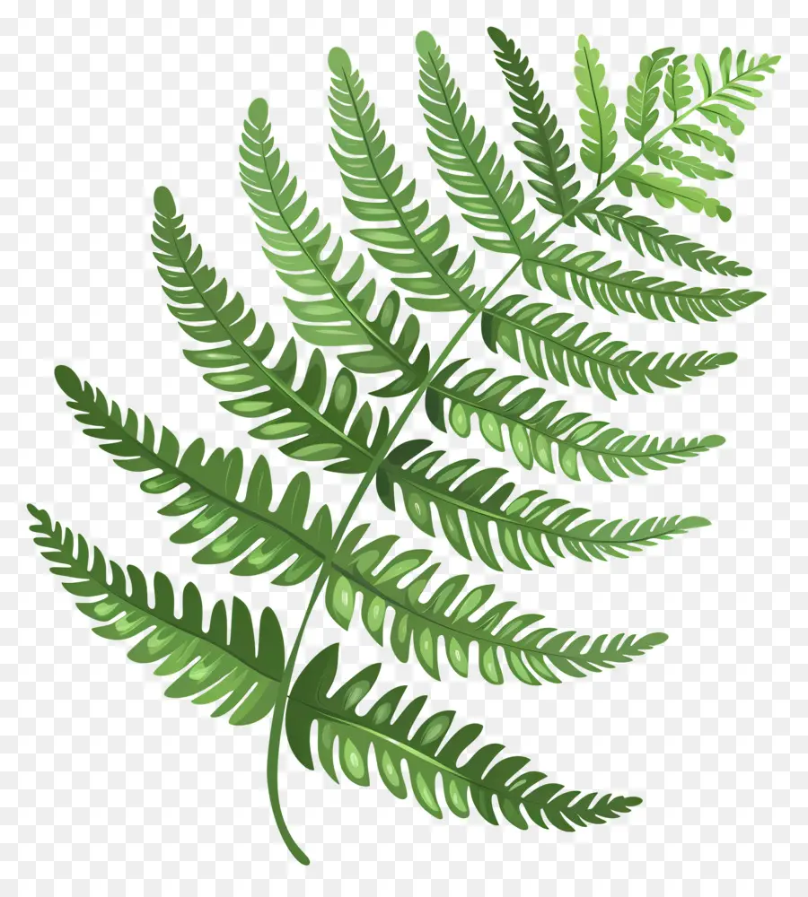 Plante De Fougère，Feuilles De Fougère Verte PNG