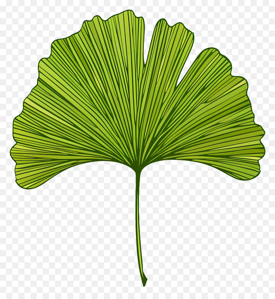 Feuille De Ginkgo，Le Ginkgo Biloba PNG