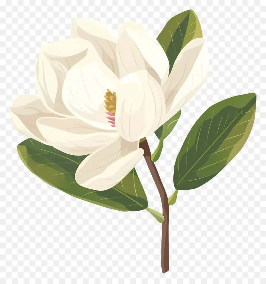 Fleur De Magnolia，Fleur Blanche PNG