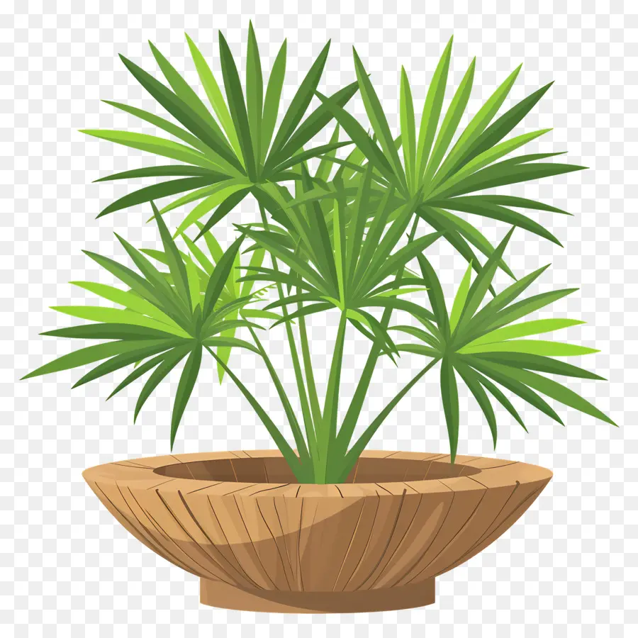 Mexicaine Fan Palm，Plante PNG