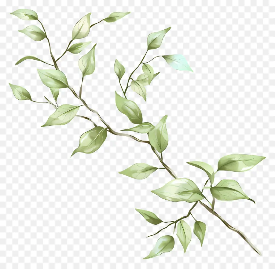 Vert Twig，Branche PNG