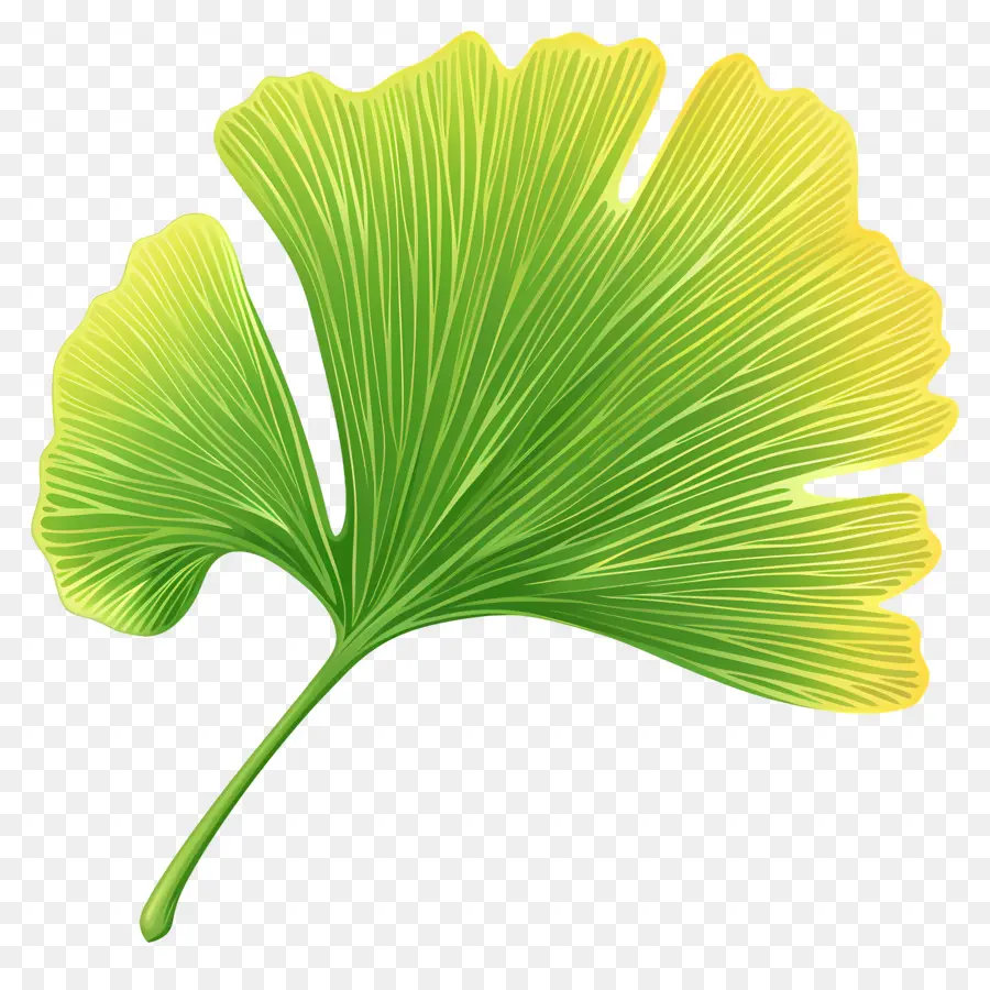 Feuille De Ginkgo，Le Ginkgo Biloba PNG