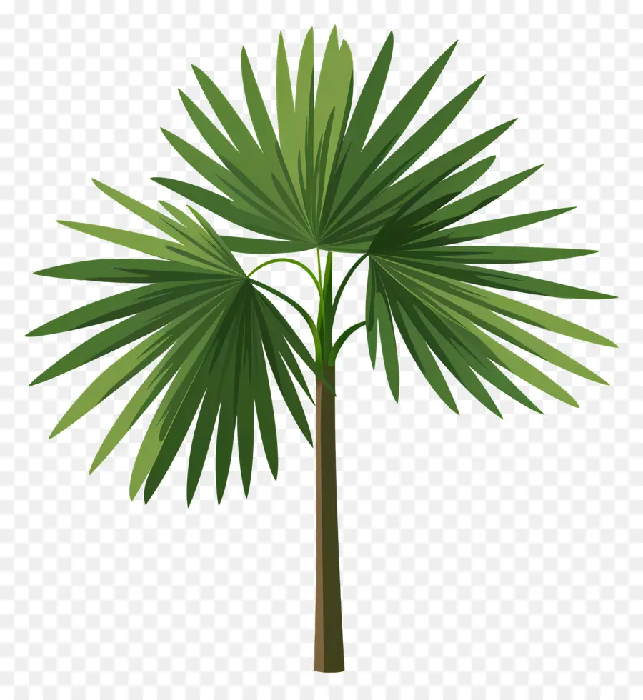 Mexicaine Fan Palm，Palmier PNG