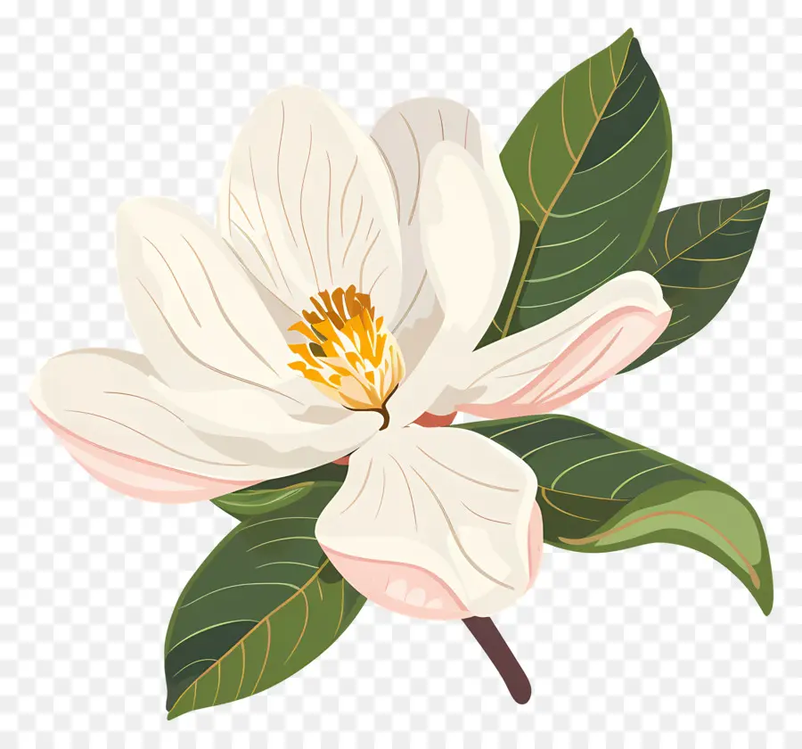 Fleur De Magnolia，Fleur Blanche PNG