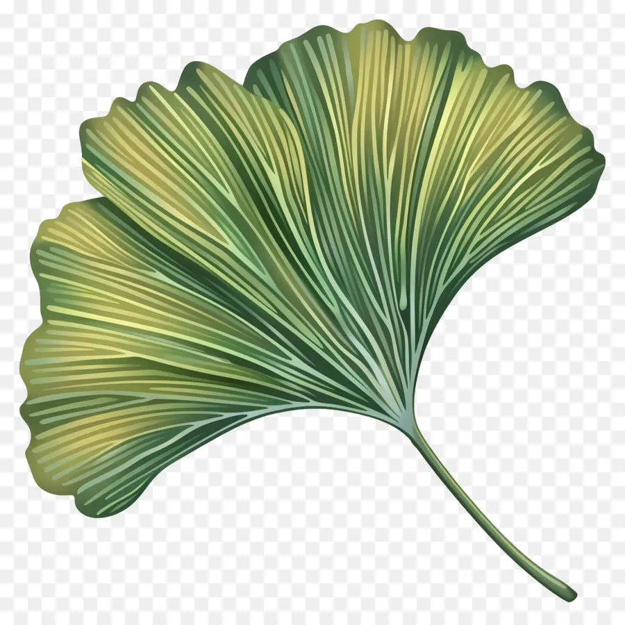 Feuille De Ginkgo，Le Ginkgo Biloba PNG