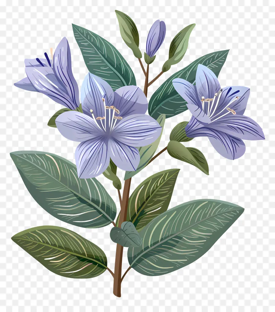 Fleur De Jasmin Bleu，La Photographie De Fleurs PNG
