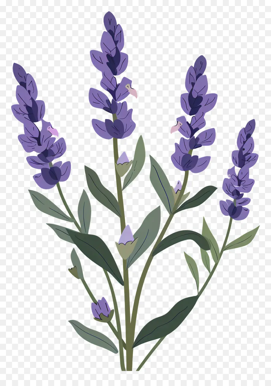 Fleur De Lavande，Lavande PNG