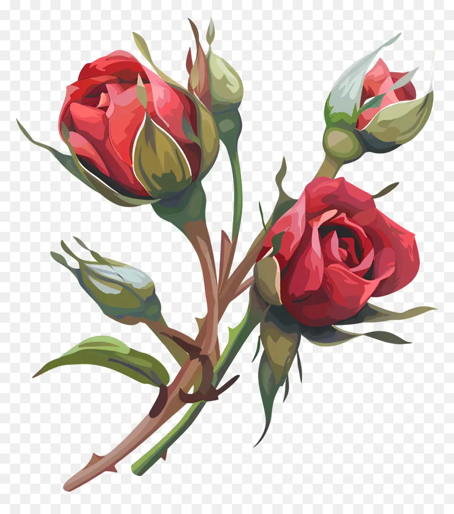 Boutons De Roses，Les Roses Rouges PNG