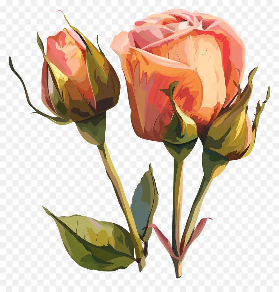 Boutons De Roses，Rose PNG