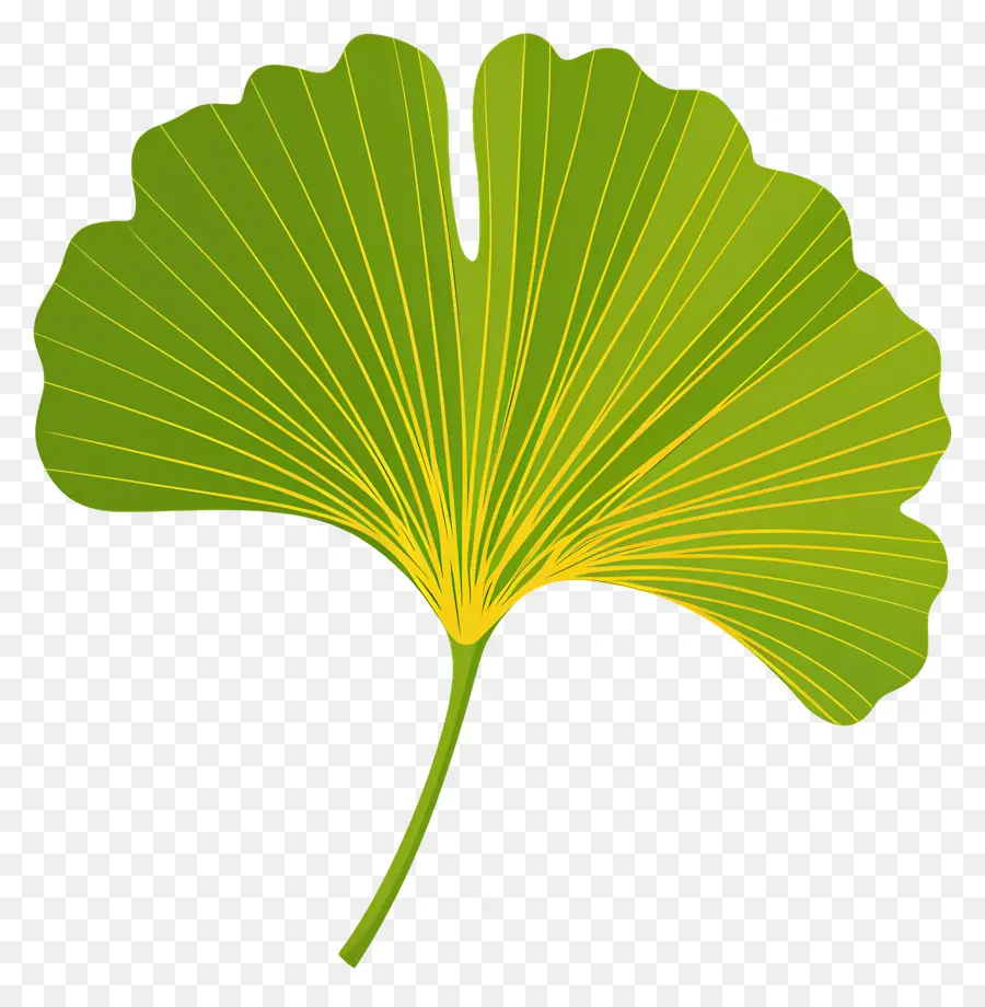 Feuille De Ginkgo，Feuille PNG