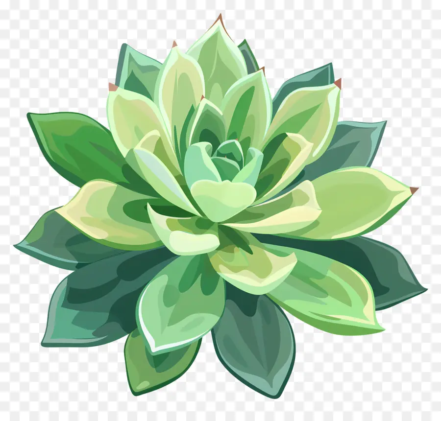 Plante Succulente，Feuilles Vertes PNG