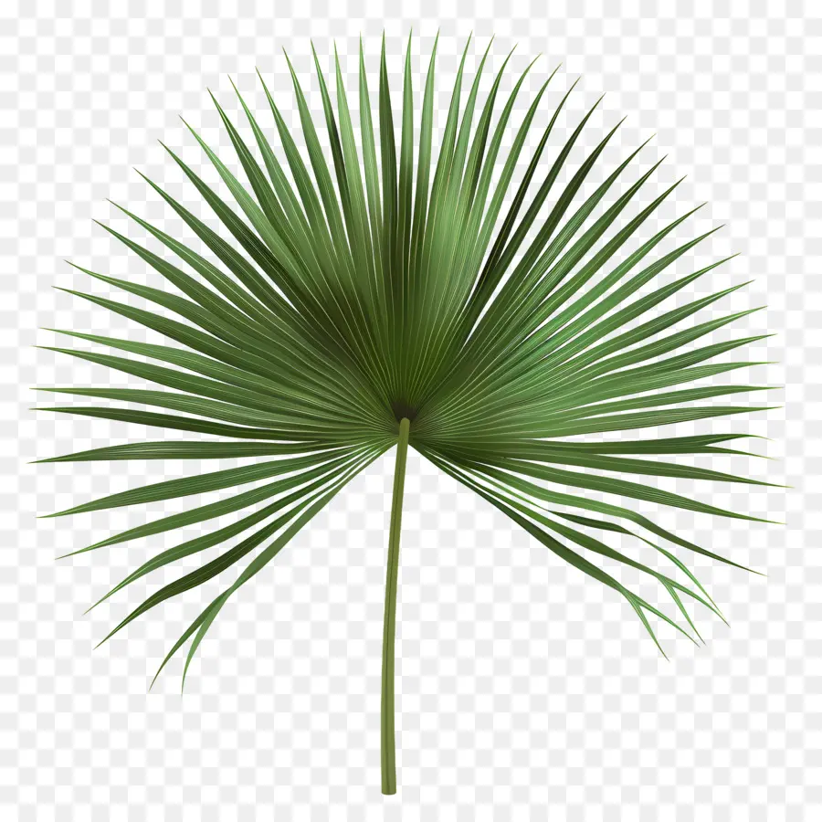 Mexicaine Fan Palm，Feuille De Palmier PNG