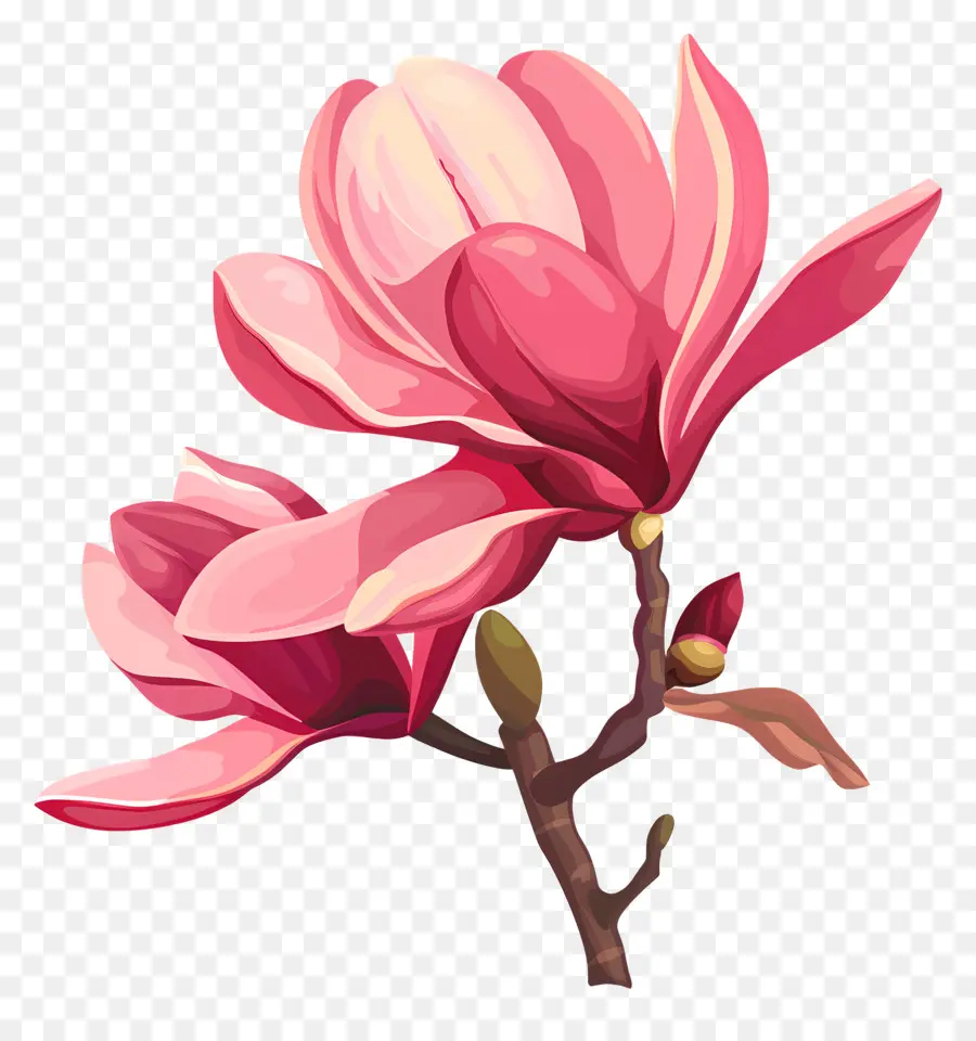 Fleur De Magnolia，Magnolia Grandiflora PNG
