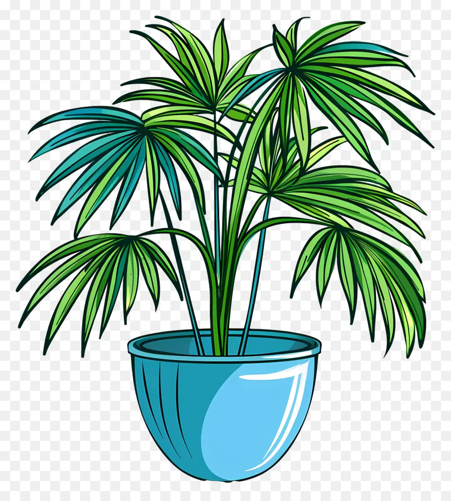 Mexicaine Fan Palm，Plante En Pot PNG