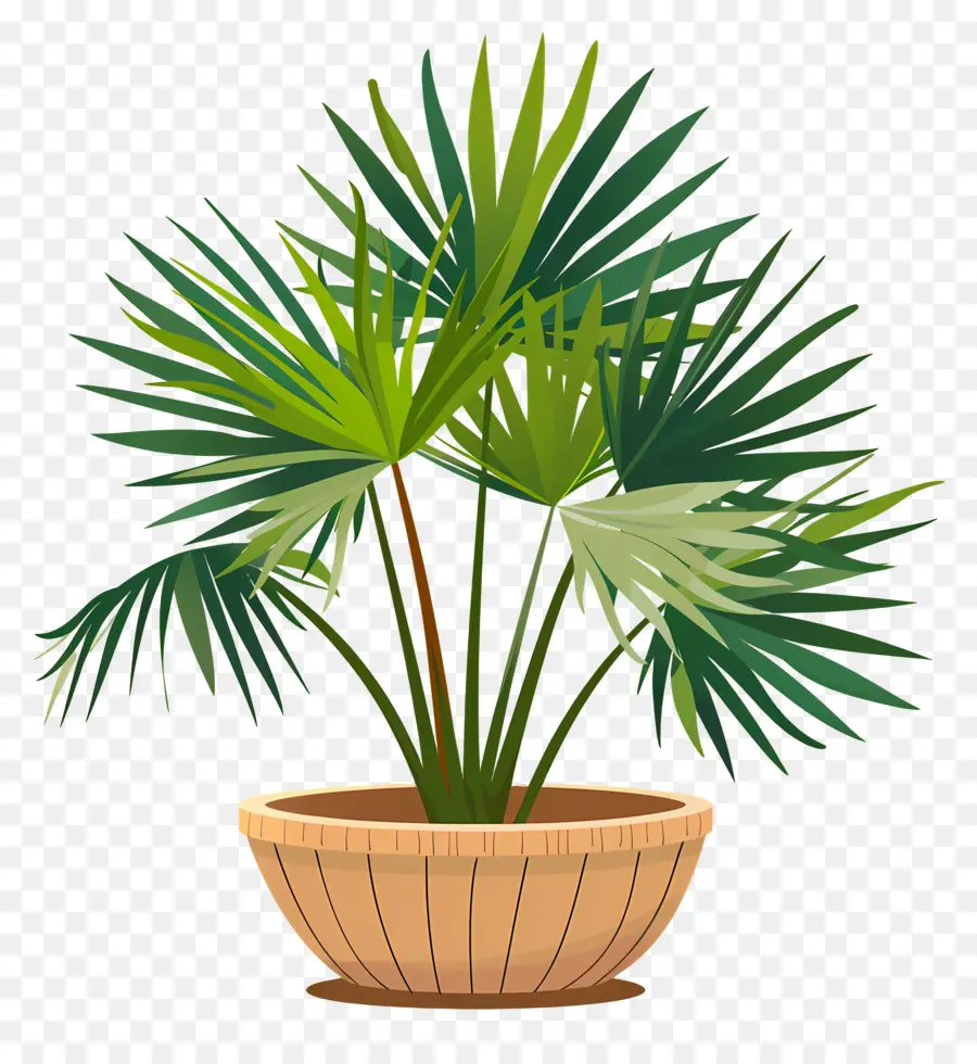 Mexicaine Fan Palm，Palmier En Pot PNG