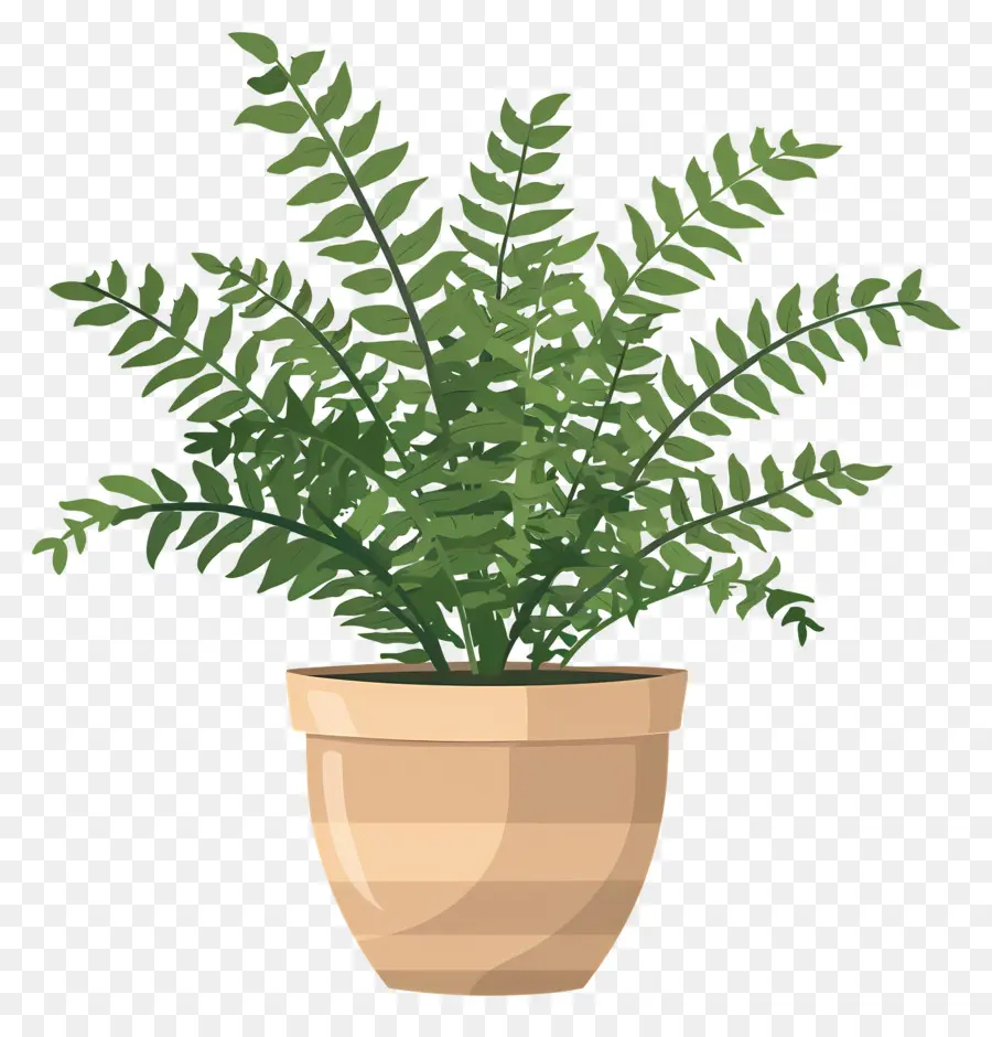 Plante De Fougère，Plante En Pot PNG