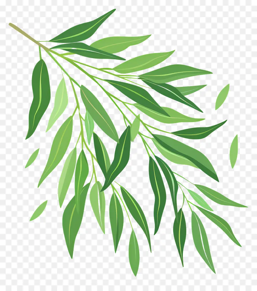 Feuille De Saule，Arbre D'eucalyptus PNG