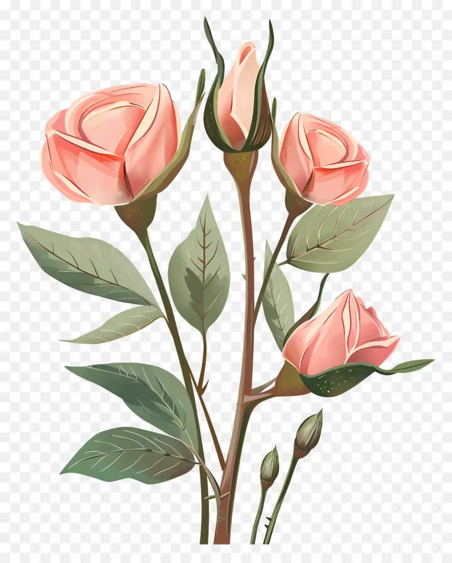 Boutons De Roses，Les Roses Roses PNG