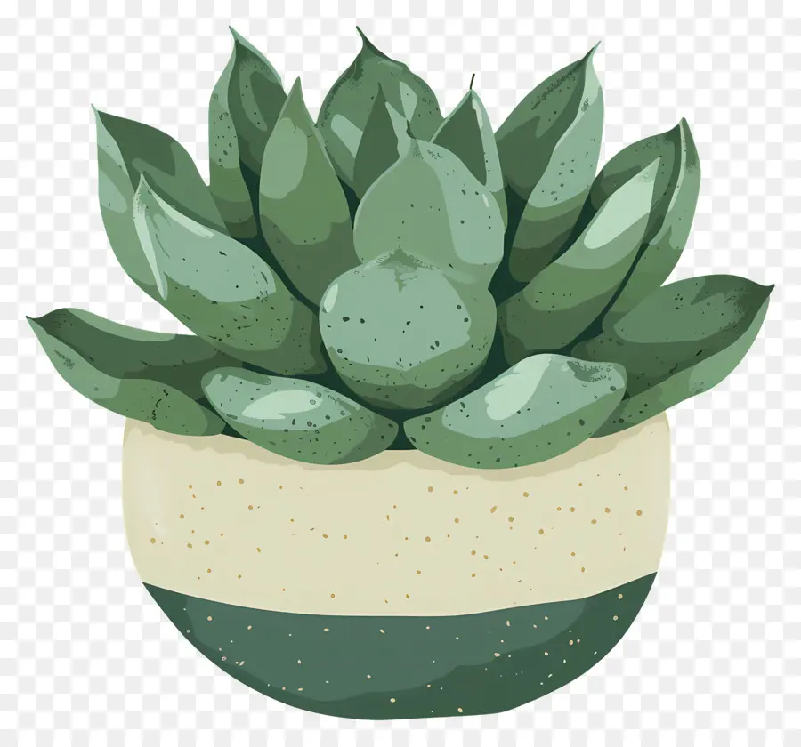 Plante Succulente，Cactus PNG