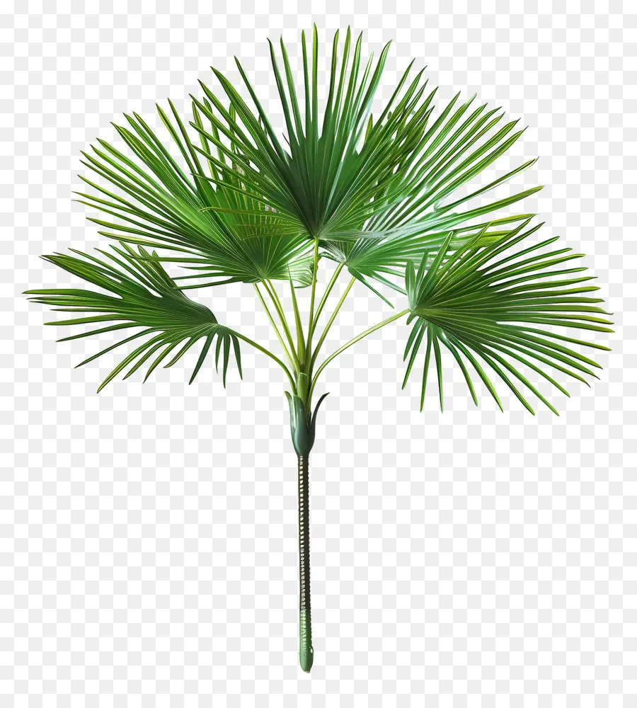 Mexicaine Fan Palm，Palmier PNG